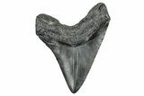 Fossil Megalodon Tooth - South Carolina #340139-1